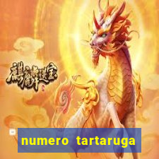 numero tartaruga jogo do bicho